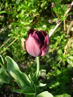 'Black' Tulip 'Black' Tulip