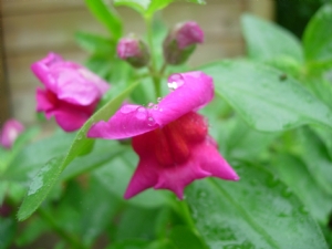 Snapdragon Snapdragon