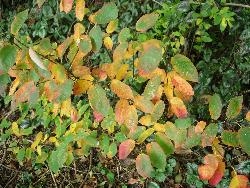 Autumn Autumn