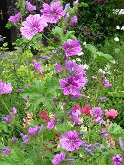 Malva Malva