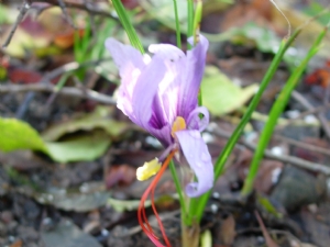 Iris Iris