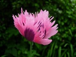 Frilly Poppy Frilly Poppy