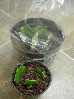 Cutting showing growth Cutting showing growth