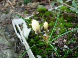 Signs of Spring--Crocus Signs of Spring--Crocus