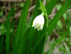 and Leucojum and Leucojum
