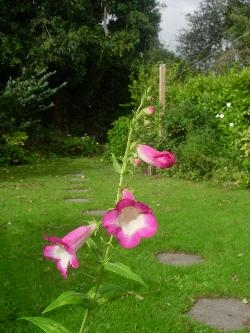 Penstemon seedling flowering Penstemon seedling flowering