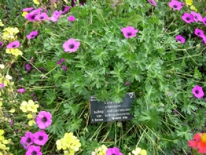 Plants with labels Plants with labels