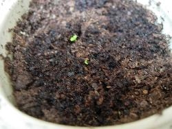 First seedlings up First seedlings up