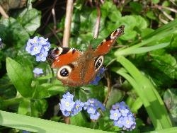 Lovely garden visitor Lovely garden visitor