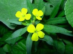 Erysimum alpinum, I think! Erysimum alpinum, I think!