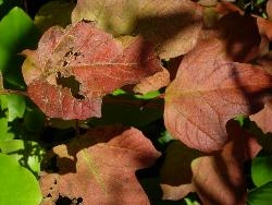More Autumn leaves More Autumn leaves