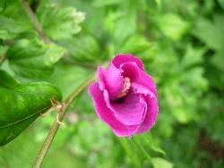 Pinky purple hibiscus Pinky purple hibiscus