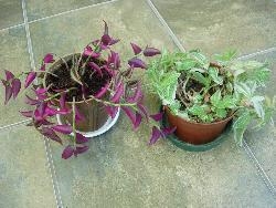 Tradescantia Tradescantia