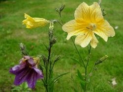 Salpiglossis, lost and found! Salpiglossis, lost and found!