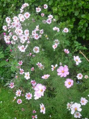 Cosmos Cosmos