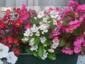 Begonia Begonia