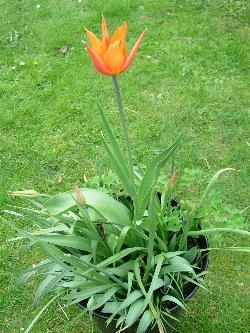 Eden project tulip Eden project tulip