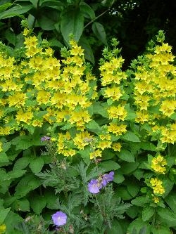 Yellow and blue again Yellow and blue again
