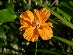 Another brave flower Another brave flower