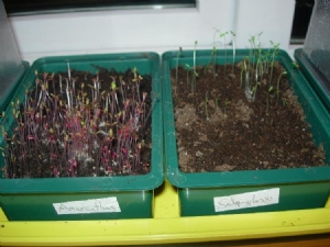 Some seeds up already Some seeds up already