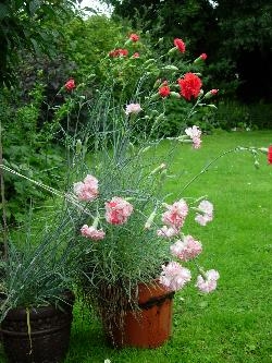 Carnations Carnations