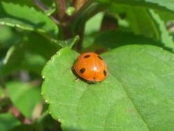 Spotted in the garden... Spotted in the garden...