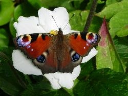 Butterfly visitor Butterfly visitor