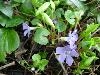 Vinca Vinca