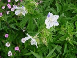 Geranium Splish-Splash Geranium Splish-Splash