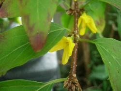 Repeat-flowering Forsythia Repeat-flowering Forsythia