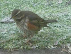 Redwing spotted Redwing spotted