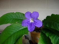 Streptocarpus Streptocarpus
