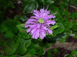 At last -- Monarda flowers At last -- Monarda flowers