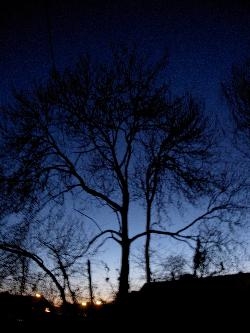 Tree silhouettes Tree silhouettes