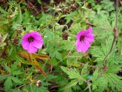 Flowering in November Flowering in November