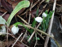 Yippee snowdrops! Yippee snowdrops!