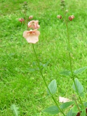 Anyone know what this is please? Anyone know what this is please?