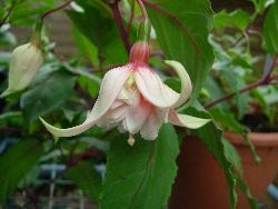 Free Fuchsia flowering Free Fuchsia flowering