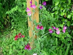 Sweet pea Sweet pea