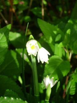 Leucojum in flower! Leucojum in flower!