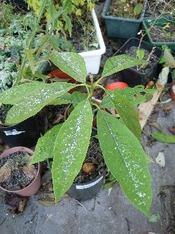 Snow (or just frost?) on Avocado. Snow (or just frost?) on Avocado.