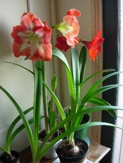 Amaryllis news Amaryllis news