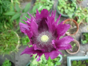 Darker frilly poppy Darker frilly poppy