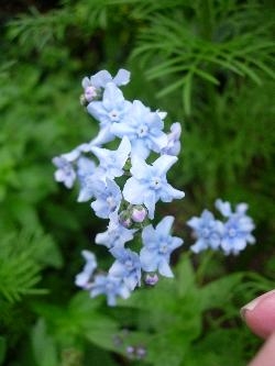 Cynoglossum Cynoglossum