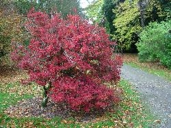 Autumn colour in Fota Autumn colour in Fota