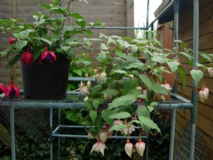 Two free Fuchsias doing well Two free Fuchsias doing well