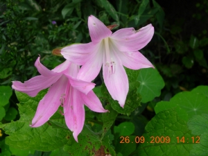 Amaryllis Amaryllis