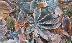 Frosted Leaves Frosted Leaves