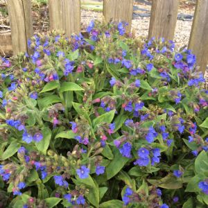 Pulmonaria Officionalis Pulmonaria Officionalis