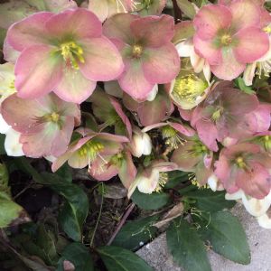 Hellebore bought as a small plant in Lidl and thriving Hellebore bought as a small plant in Lidl and thriving